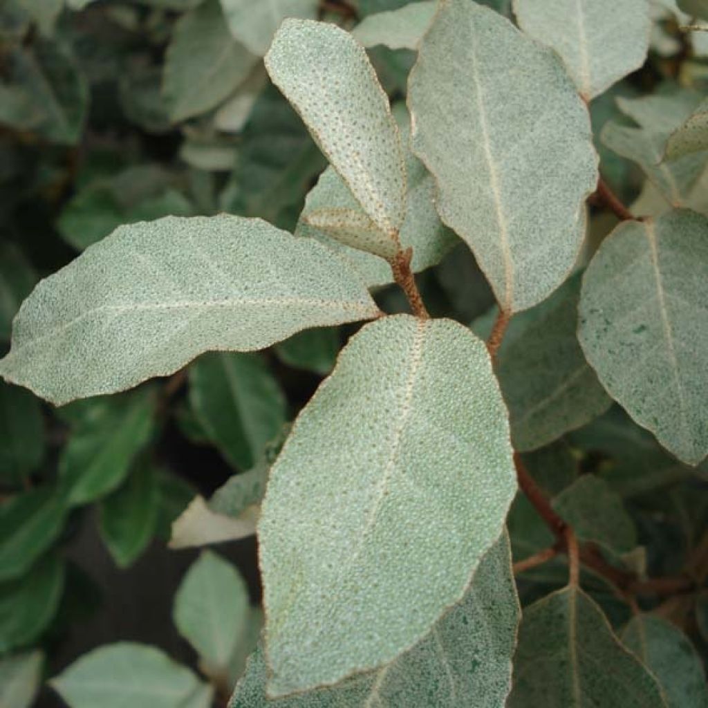 Elaeagnus ebbingei - Olijfwilg