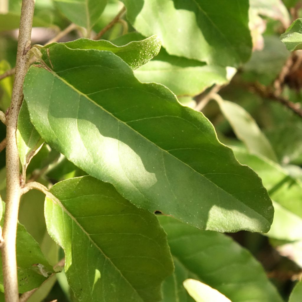Elaeagnus umbellata Fortunella - Olijfwilg