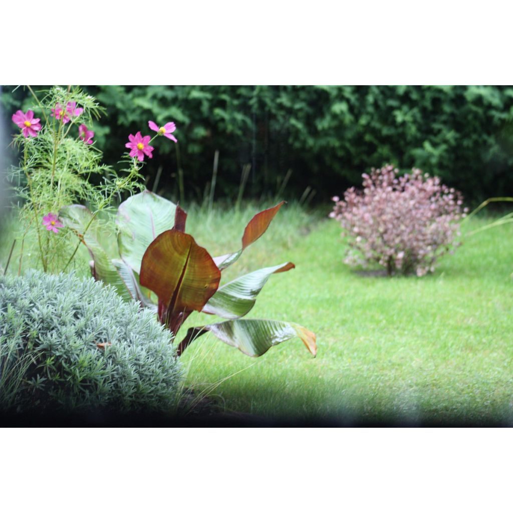 Ensete ventricosum Maurelii - Ethiopische banaan