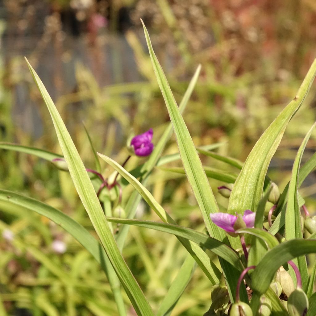 Tradescantia andersoniana Karminglut - Eendagsbloem
