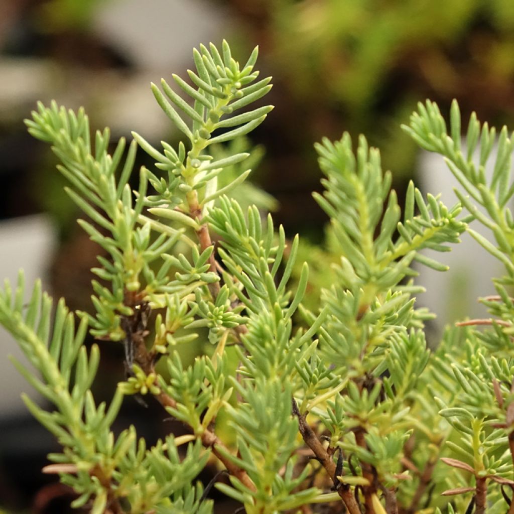 Epilobium angustifolium Wit - Wilgenroosje