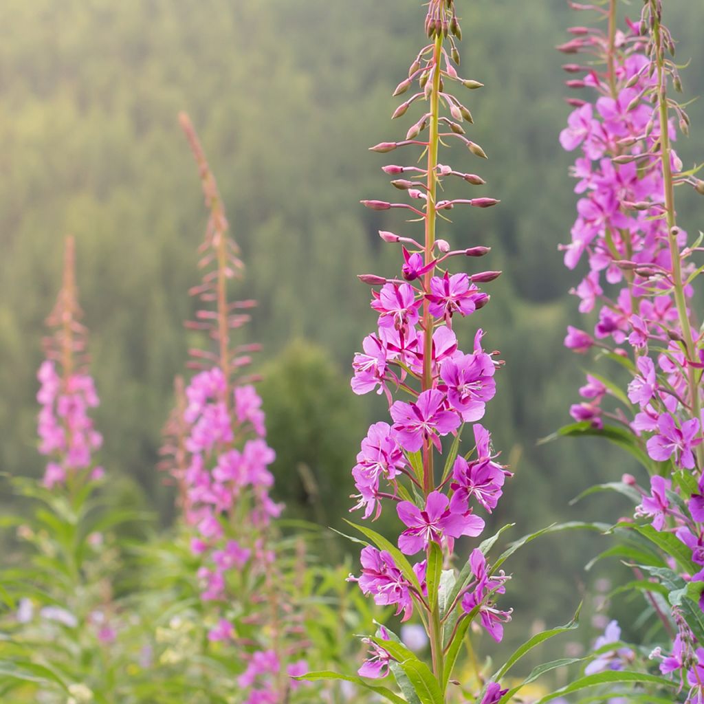Epilobium angustifolium - Wilgenroosje
