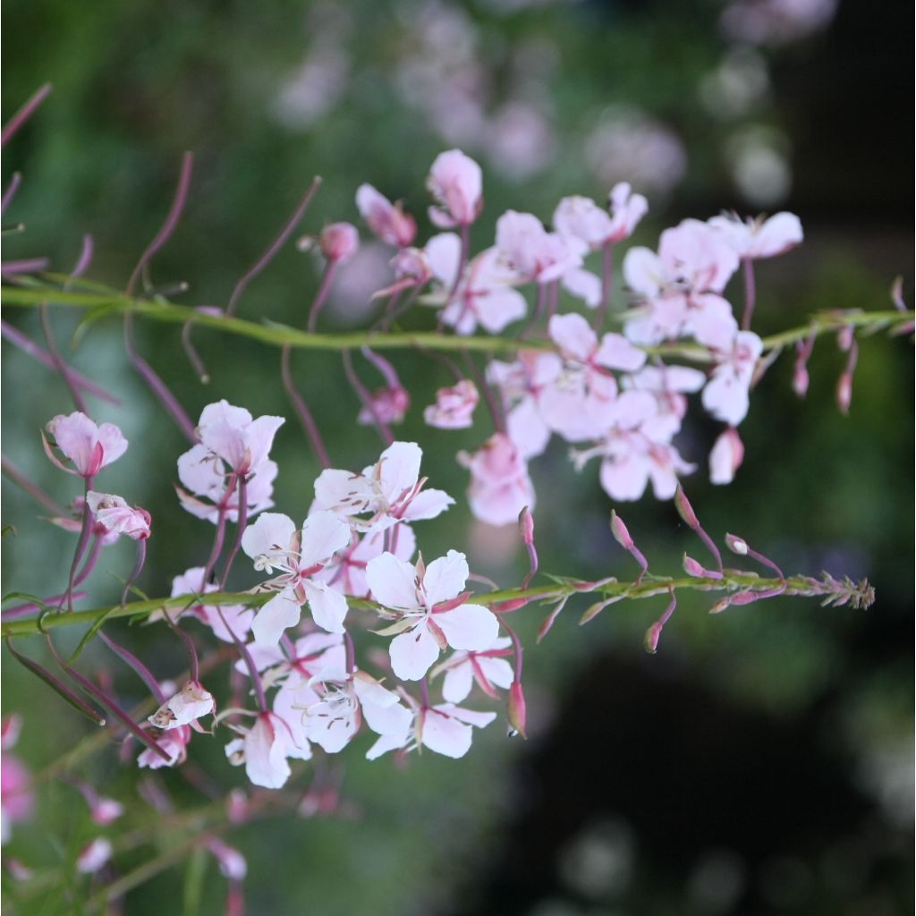 Epilobium angustifolium Stahl Rose - Wilgenroosje