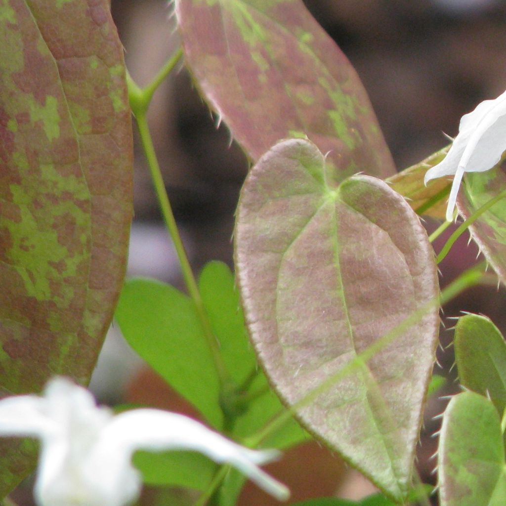Epimedium ogisui, Fleur des elfes
