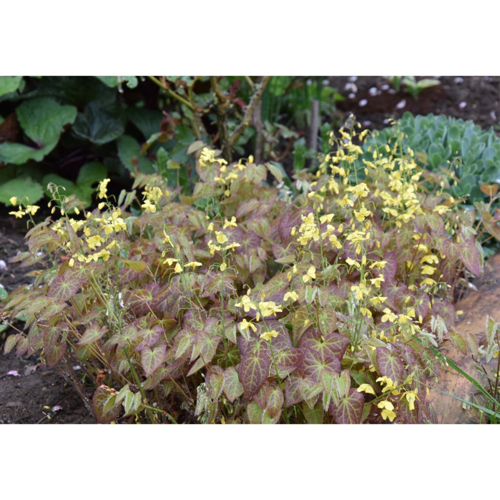 Epimedium perralchicum Frohnleiten - Elfenbloem