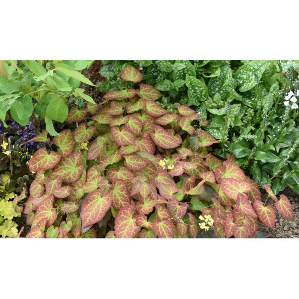 Epimedium perralchicum Frohnleiten - Elfenbloem