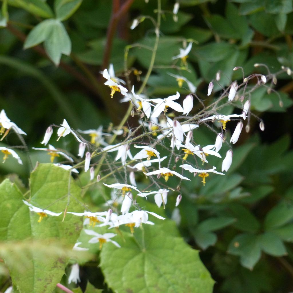 Epimedium stellulatum Wudang Star - Elfenbloem