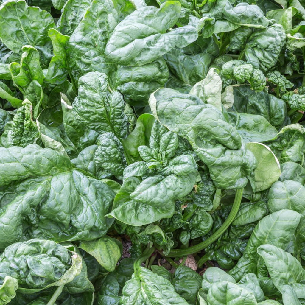 Spinazie Parys F1 - Vilmorin