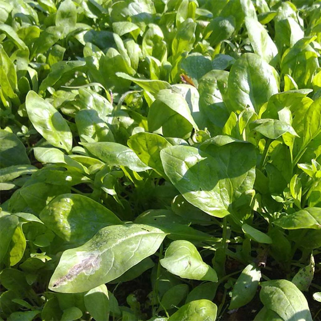 Spinazie Palco F1 BIO