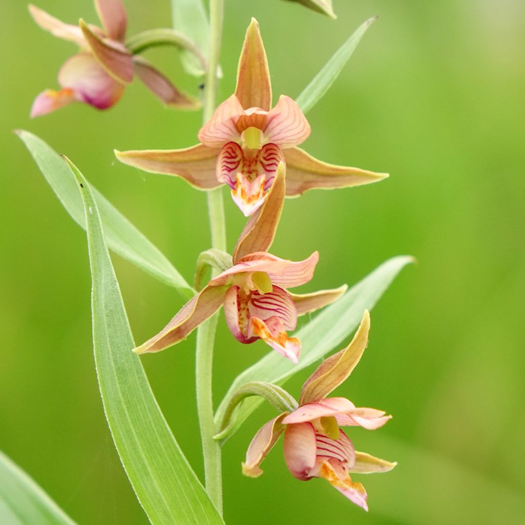 Epipactis Sabine - Wespenorchis