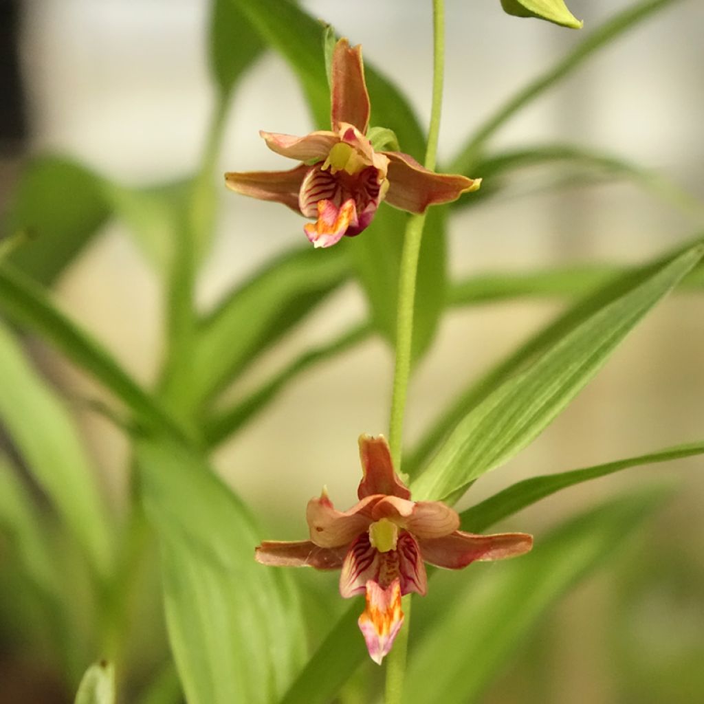 Epipactis thunbergii gigantea - Wespenorchis