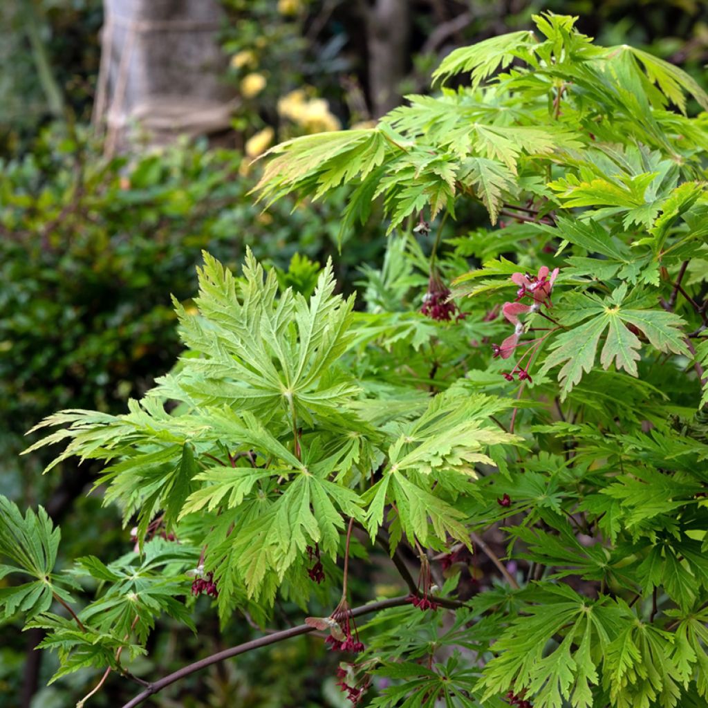 Acer japonicum Aconitifolium - Japanse esdoorn