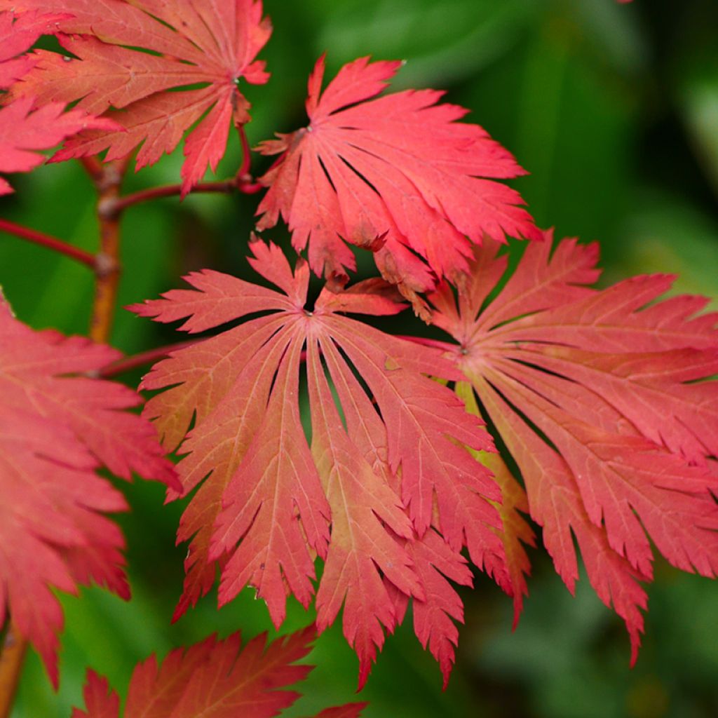 Acer japonicum Aconitifolium - Japanse esdoorn