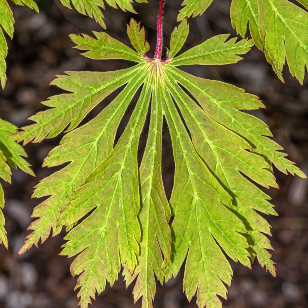 Acer japonicum Aconitifolium - Japanse esdoorn