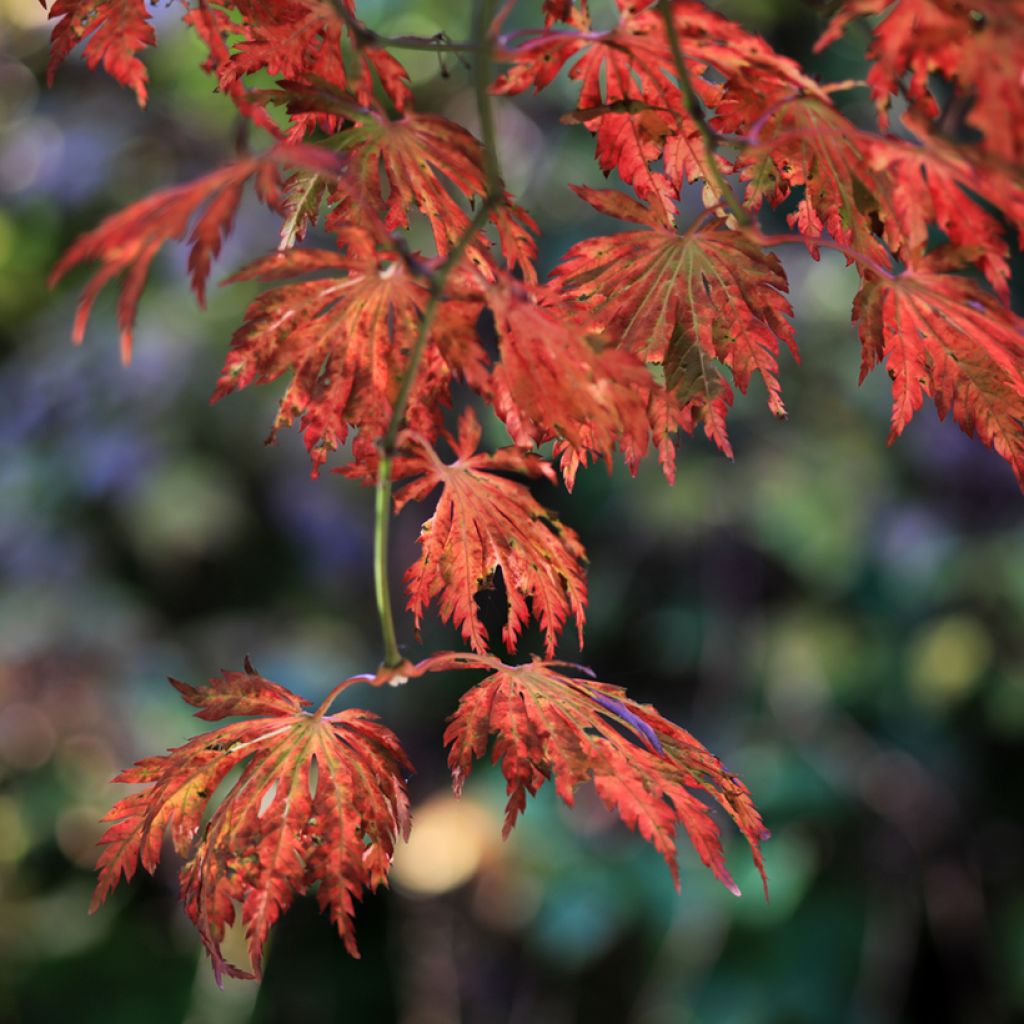 Acer japonicum Aconitifolium - Japanse esdoorn