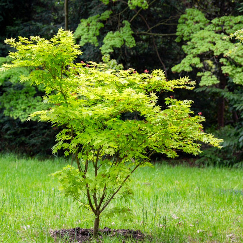 Acer japonicum Aconitifolium - Japanse esdoorn