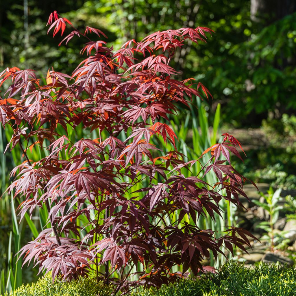 Acer palmatum Atropurpureum - Japanse esdoorn