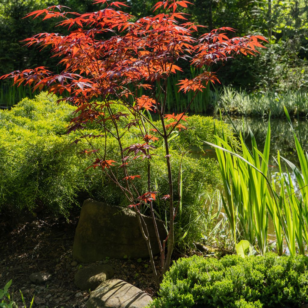 Acer palmatum Atropurpureum - Japanse esdoorn