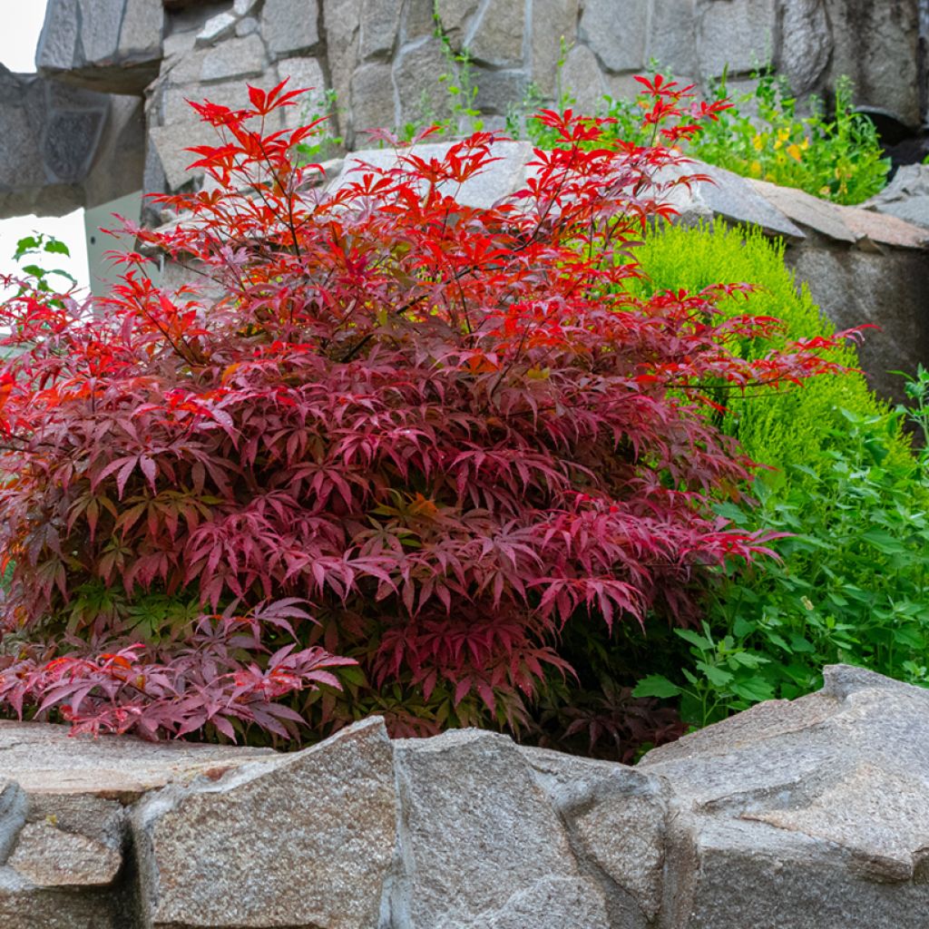 Acer palmatum Bloodgood - Japanse esdoorn