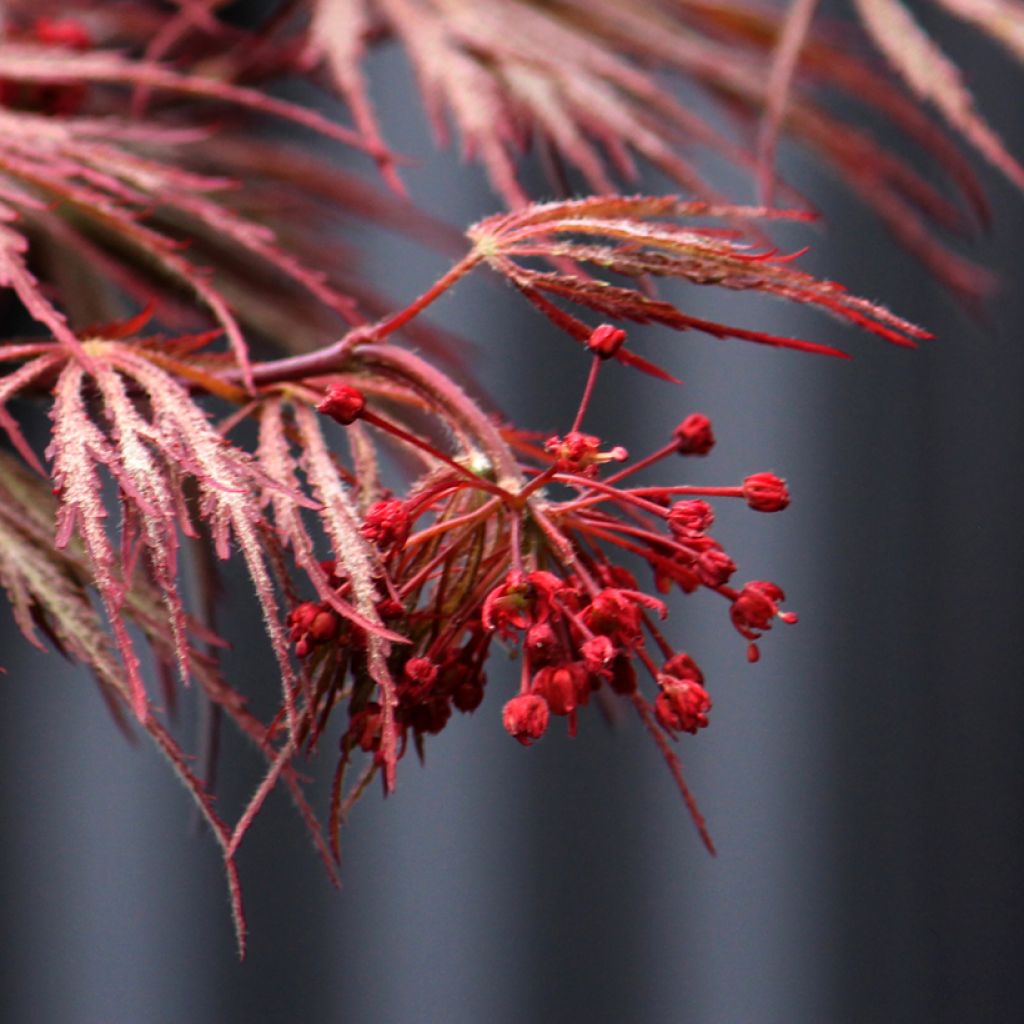 Acer palmatum var. dissectum Crimson Queen - Japanse esdoorn