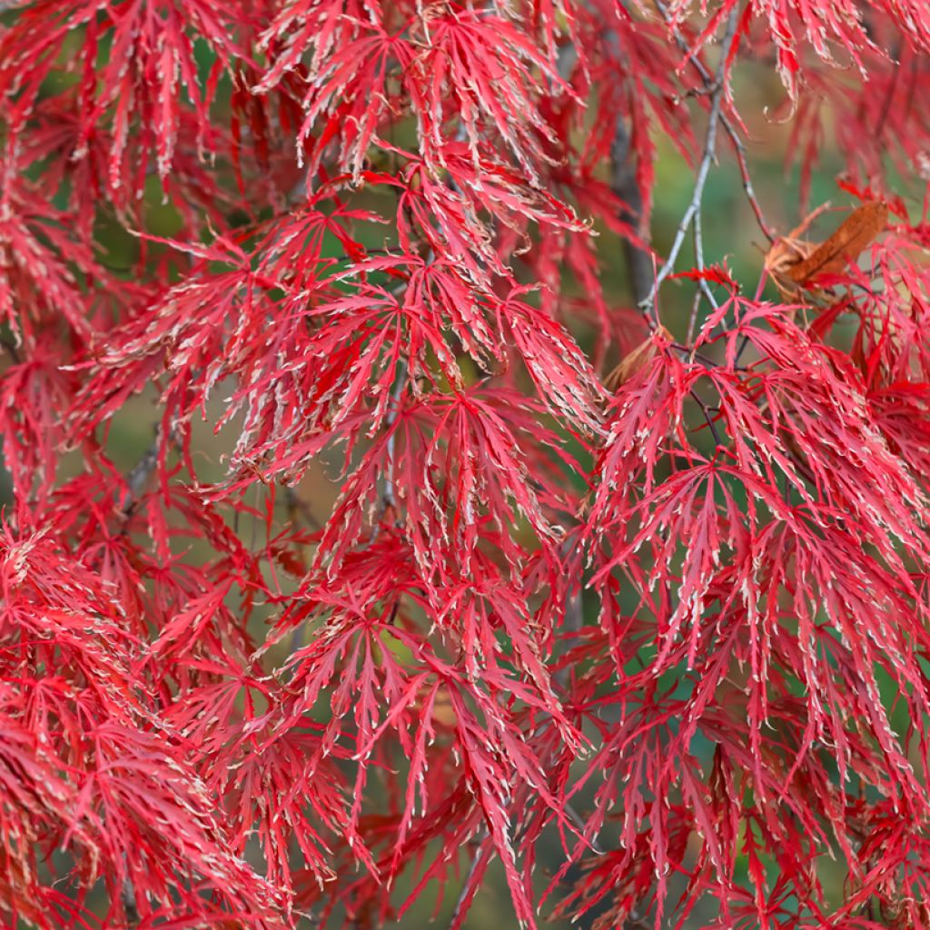 Acer palmatum var. dissectum Crimson Queen - Japanse esdoorn