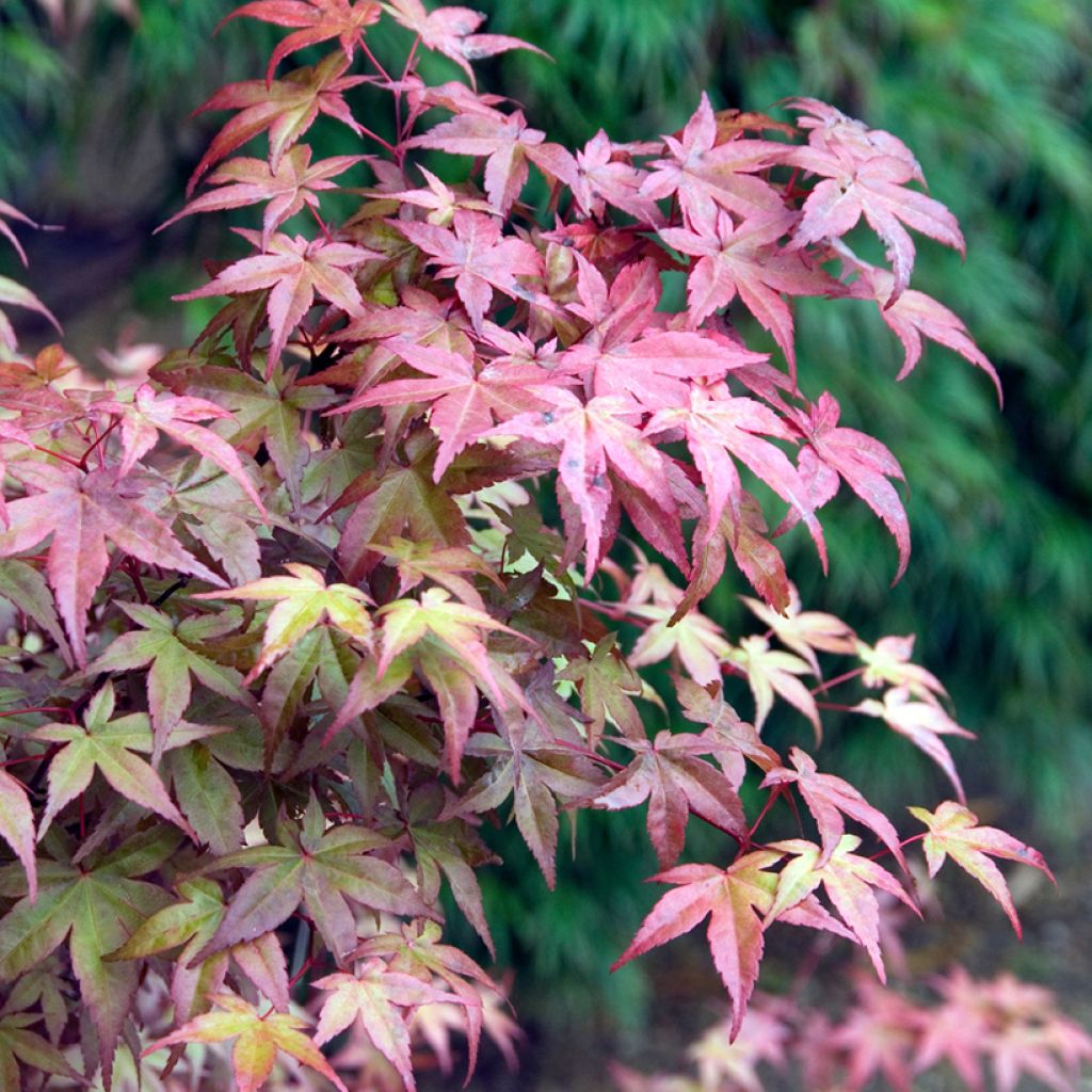 Acer palmatum Deshojo - Japanse esdoorn