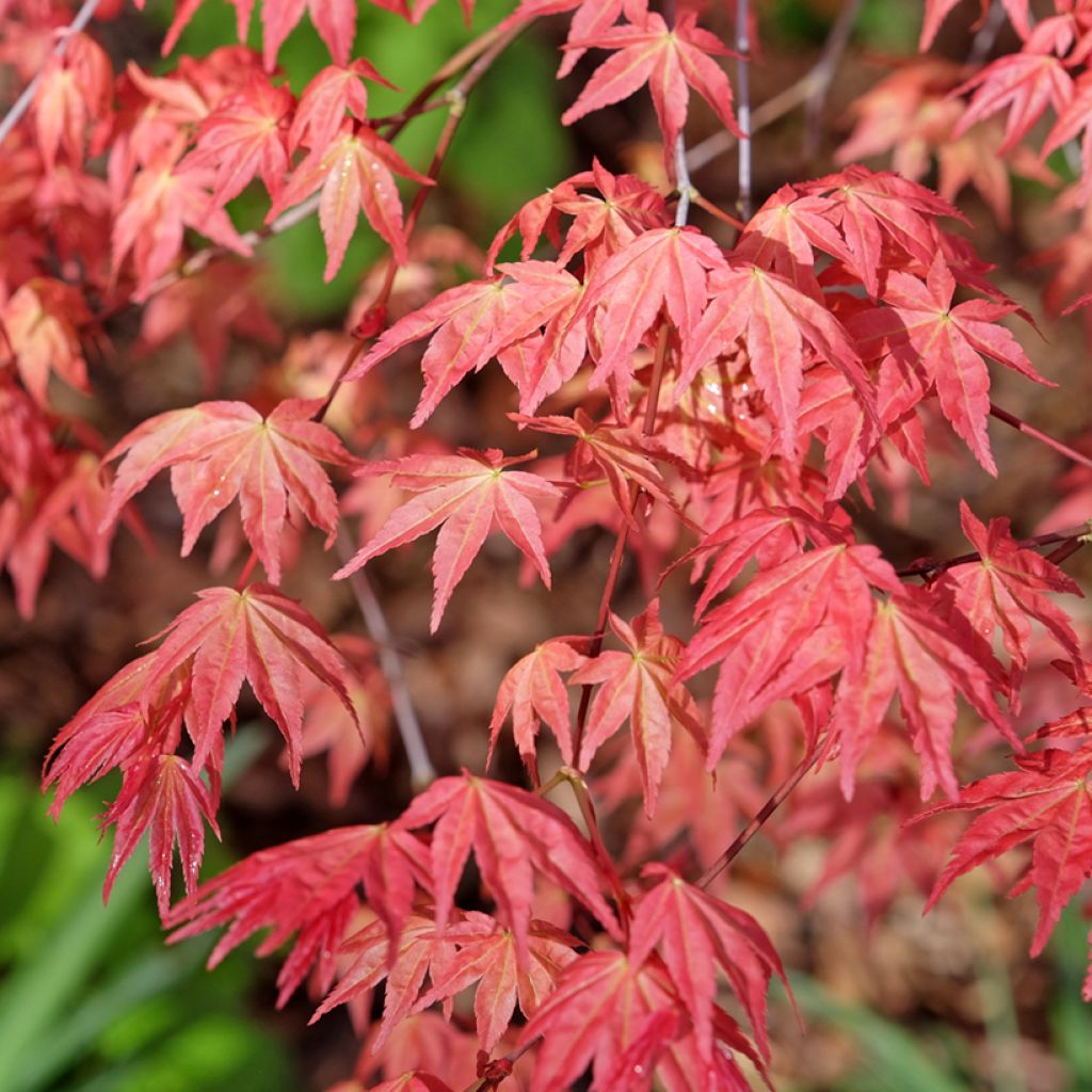 Acer palmatum Deshojo - Japanse esdoorn