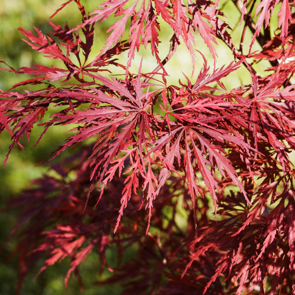 Acer palmatum Dissectum Garnet - Japanse esdoorn