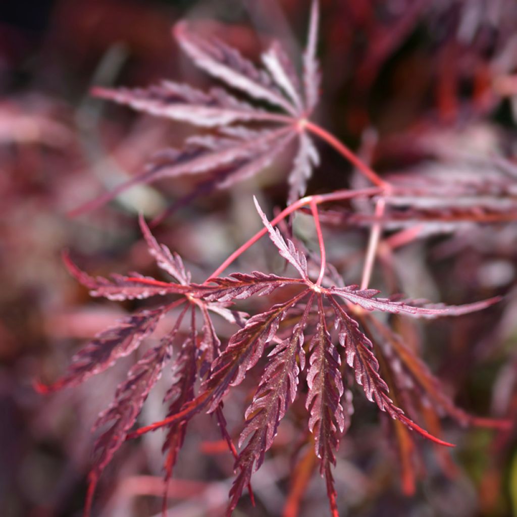 Acer palmatum Dissectum Garnet - Japanse esdoorn