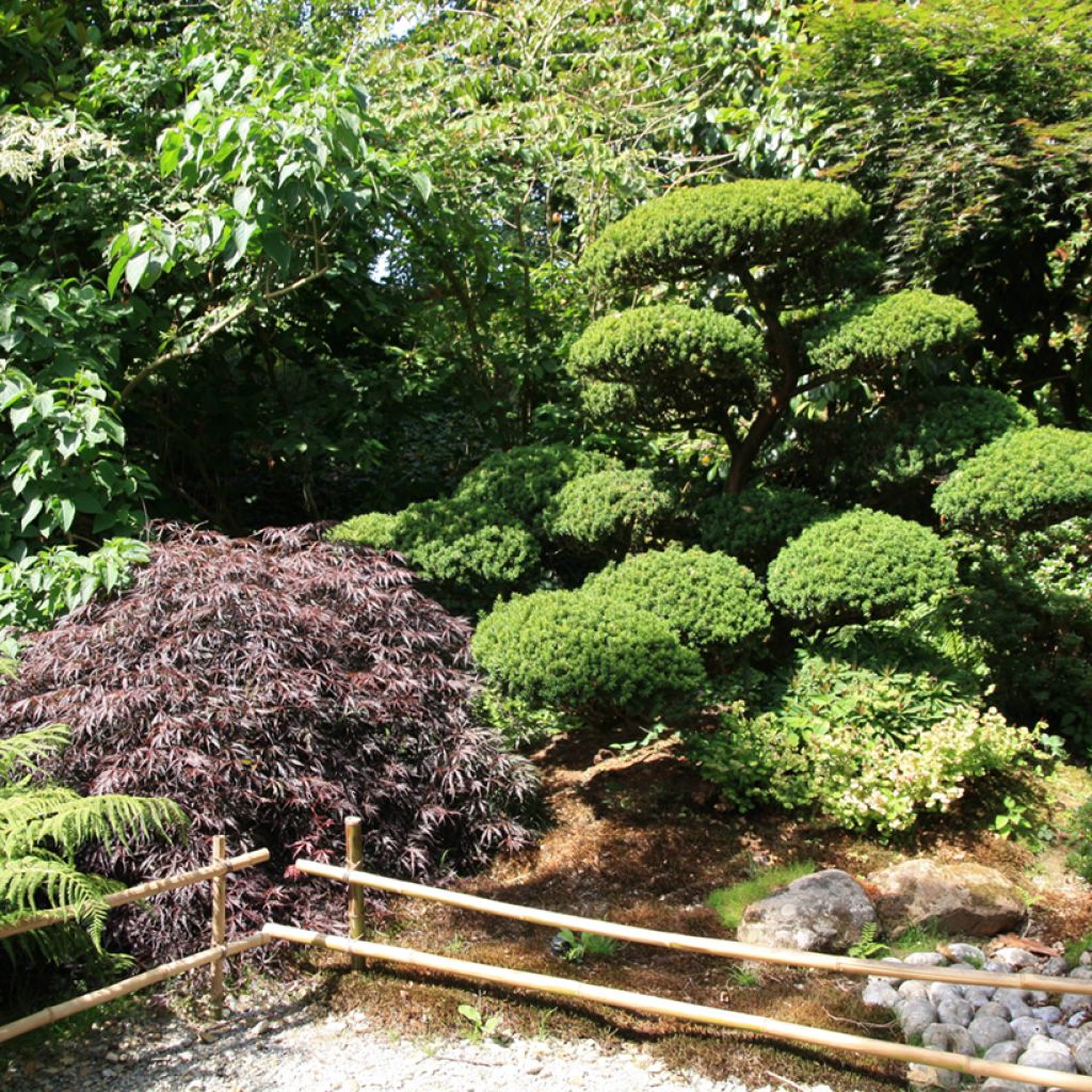 Acer palmatum Dissectum Garnet - Japanse esdoorn