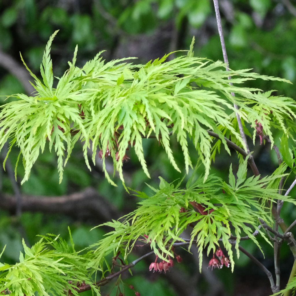 Acer palmatum Dissectum Viridis - Japanse esdoorn