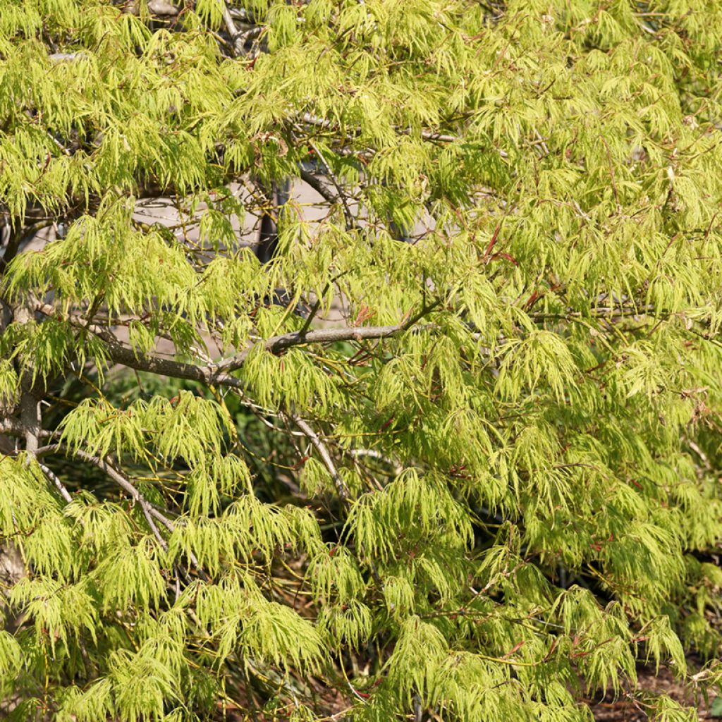 Acer palmatum Dissectum Viridis - Japanse esdoorn