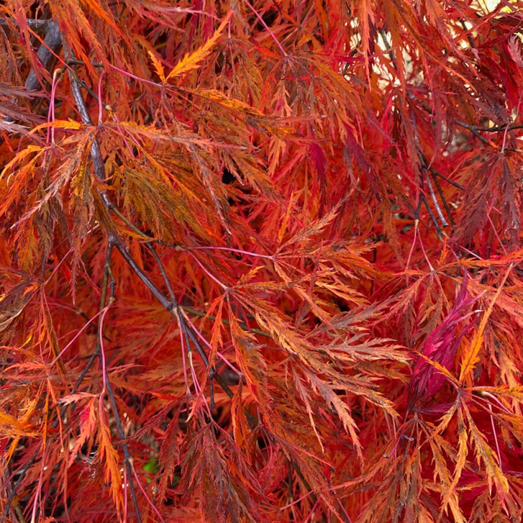 Acer palmatum Dissectum Viridis - Japanse esdoorn