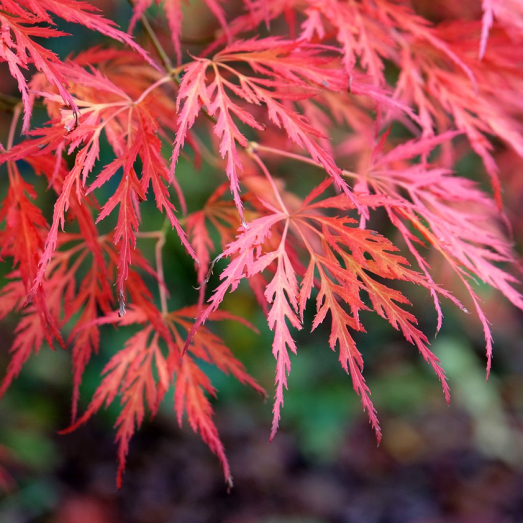 Acer palmatum Dissectum Viridis - Japanse esdoorn