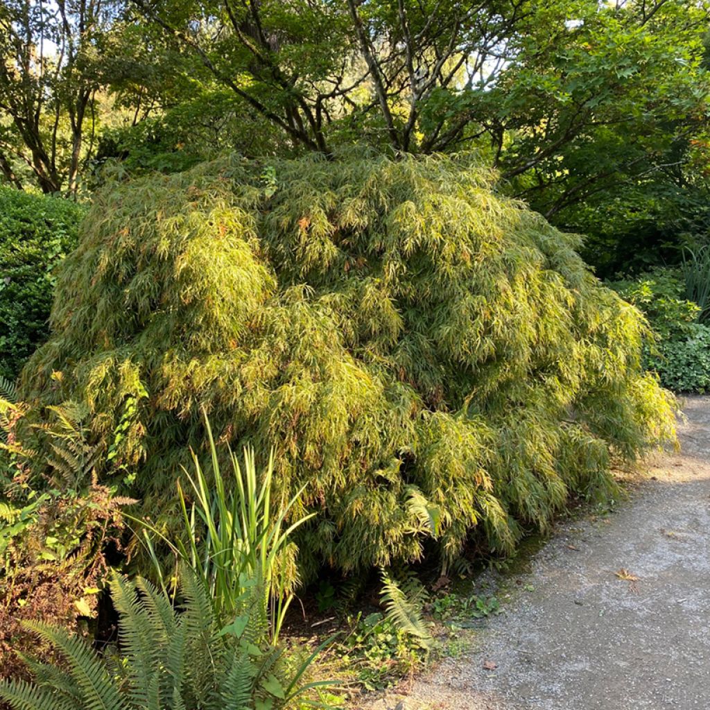 Acer palmatum Dissectum Viridis - Japanse esdoorn