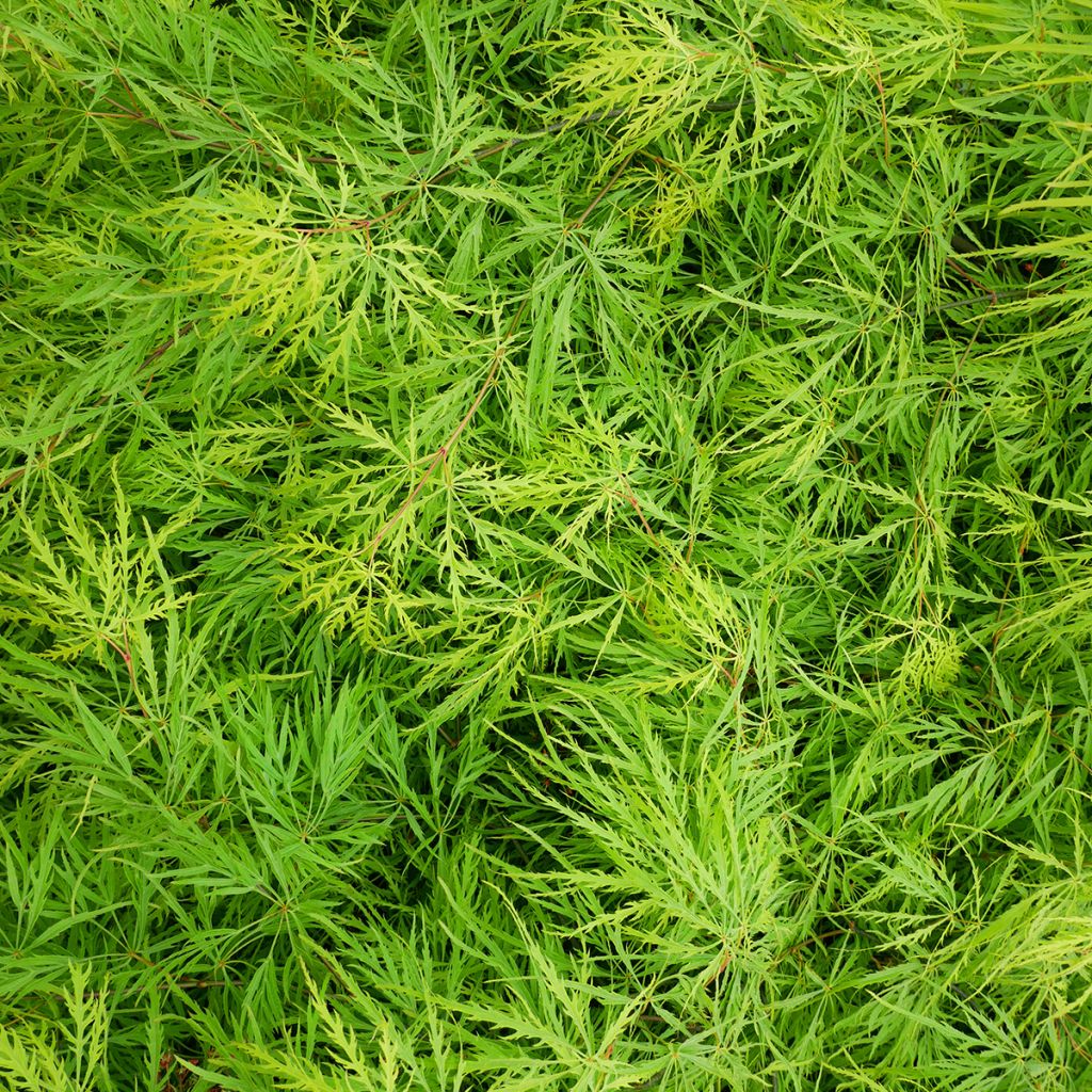 Acer palmatum Emerald Lace - Japanse esdoorn