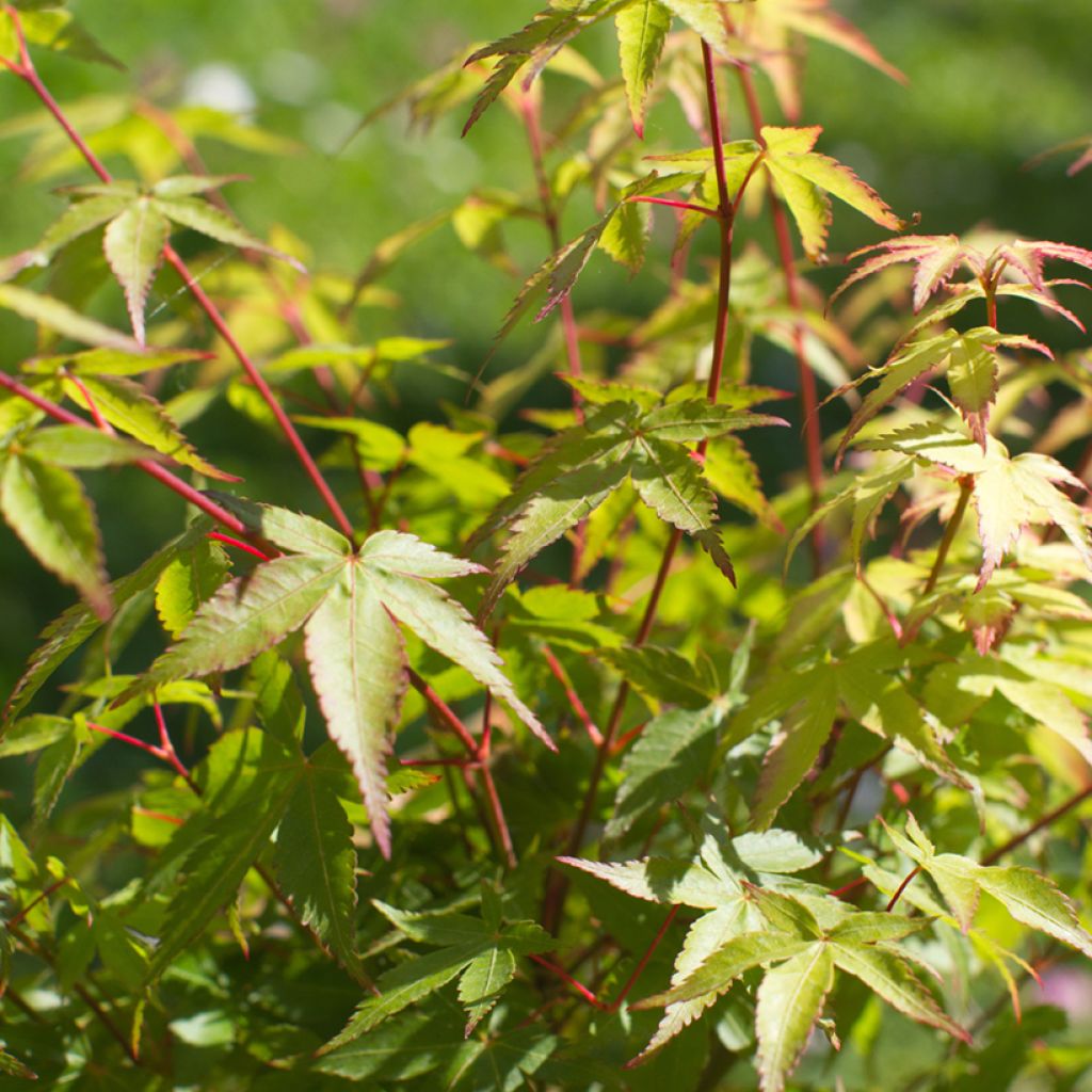 Acer palmatum Little Princess - Japanse esdoorn