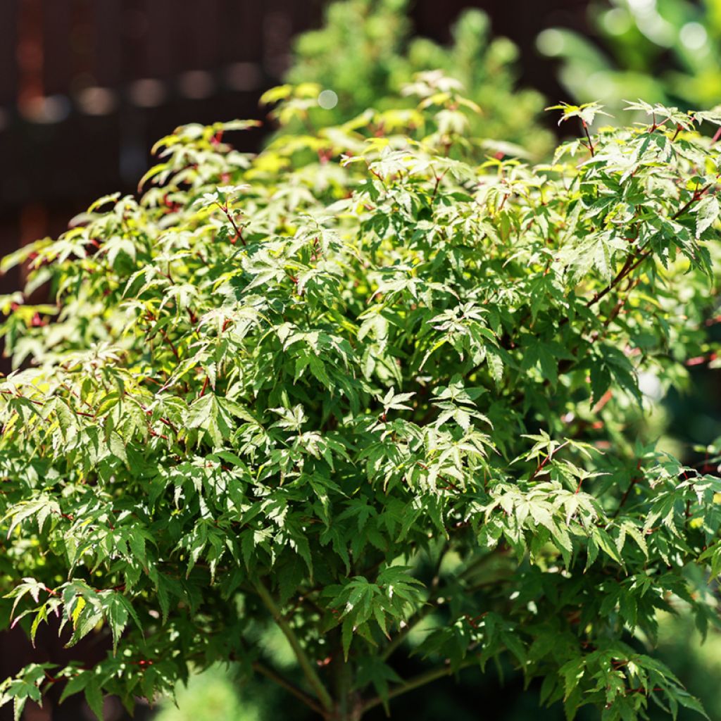 Acer palmatum Little Princess - Japanse esdoorn