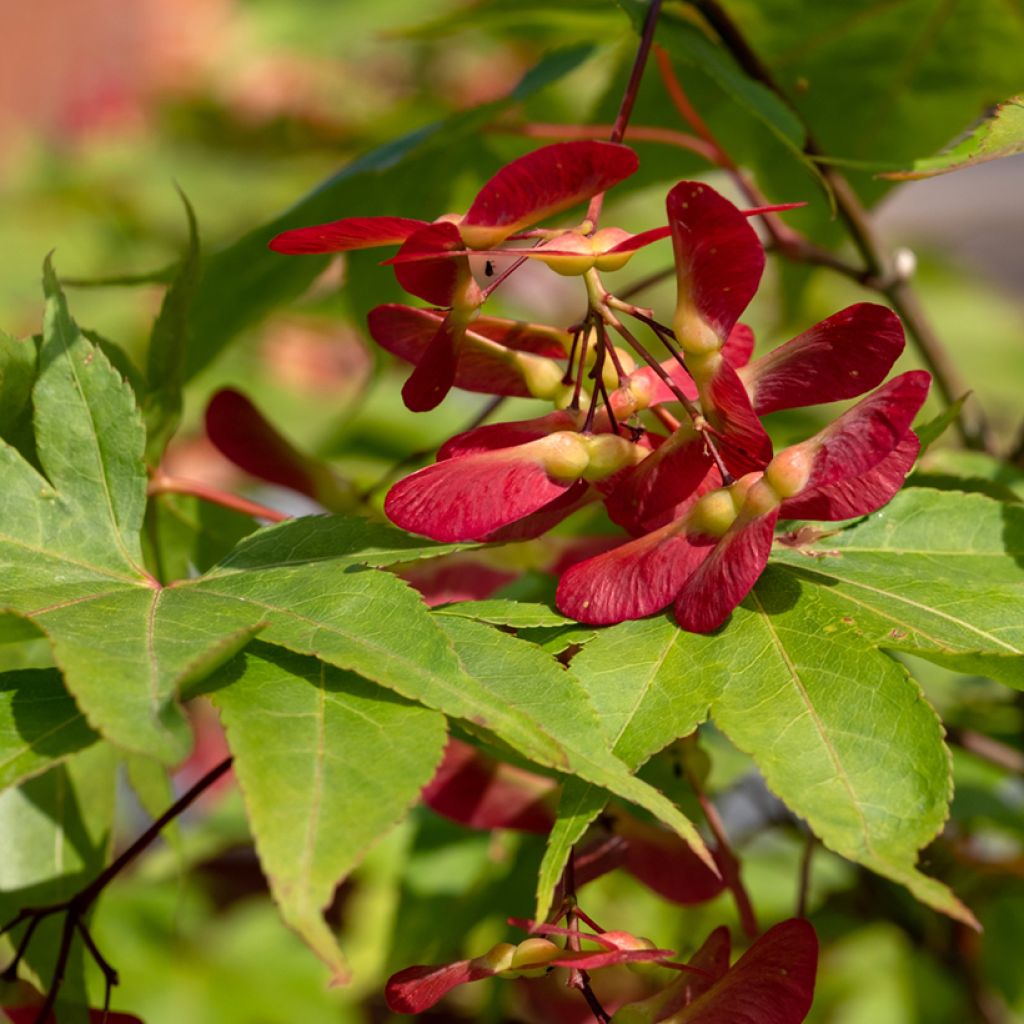 Acer palmatum Osakazuki - Japanse esdoorn