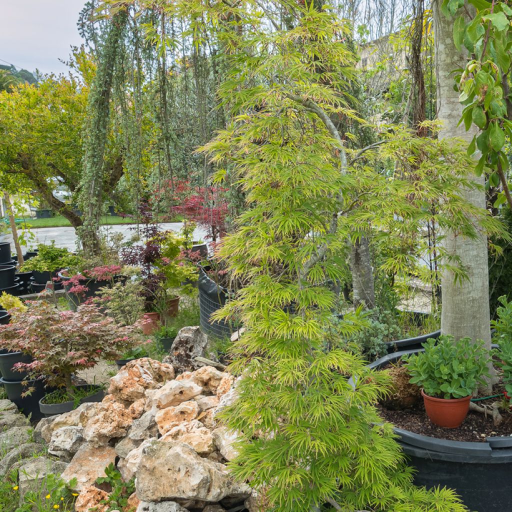 Acer palmatum Seiryu - Japanse esdoorn