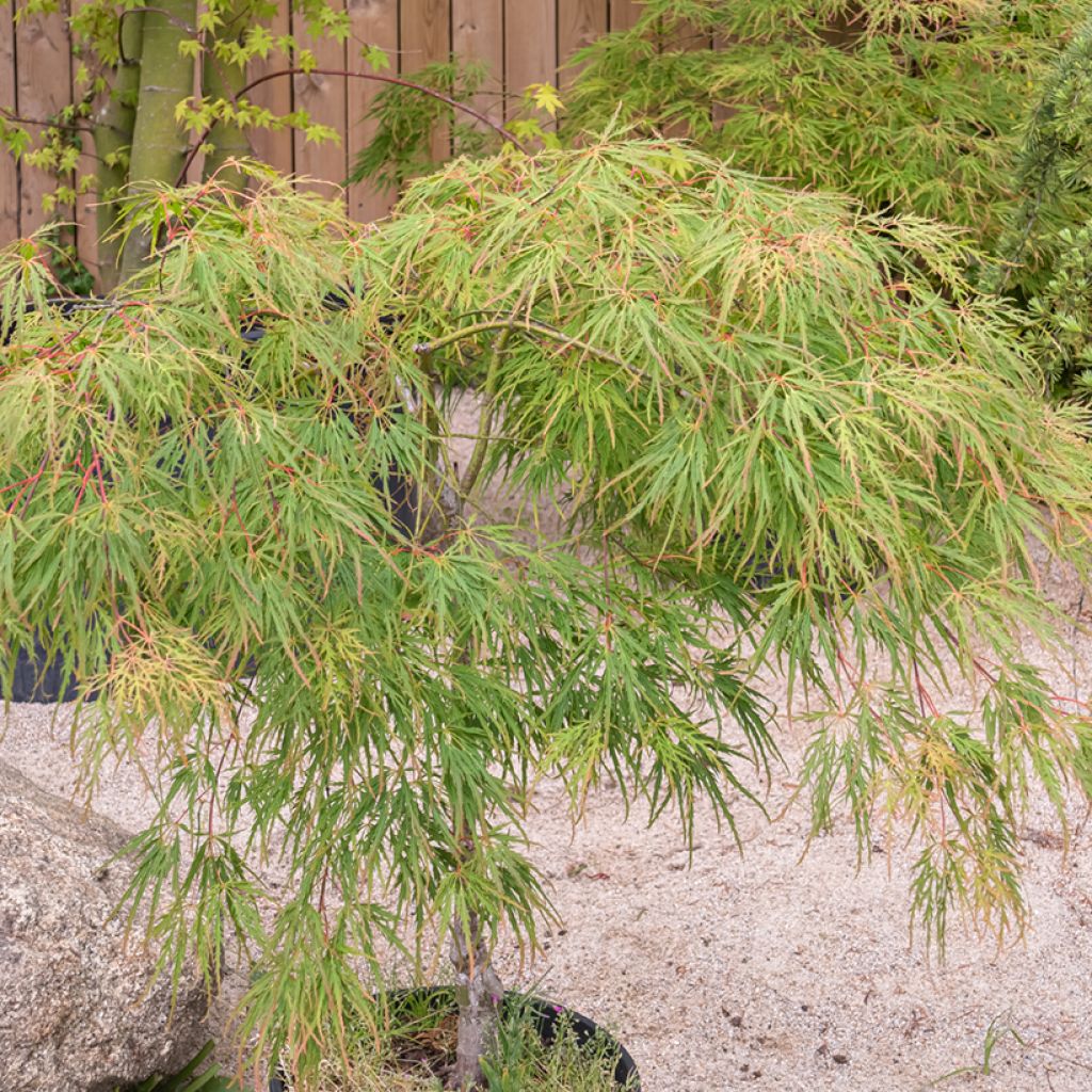 Acer palmatum Seiryu - Japanse esdoorn