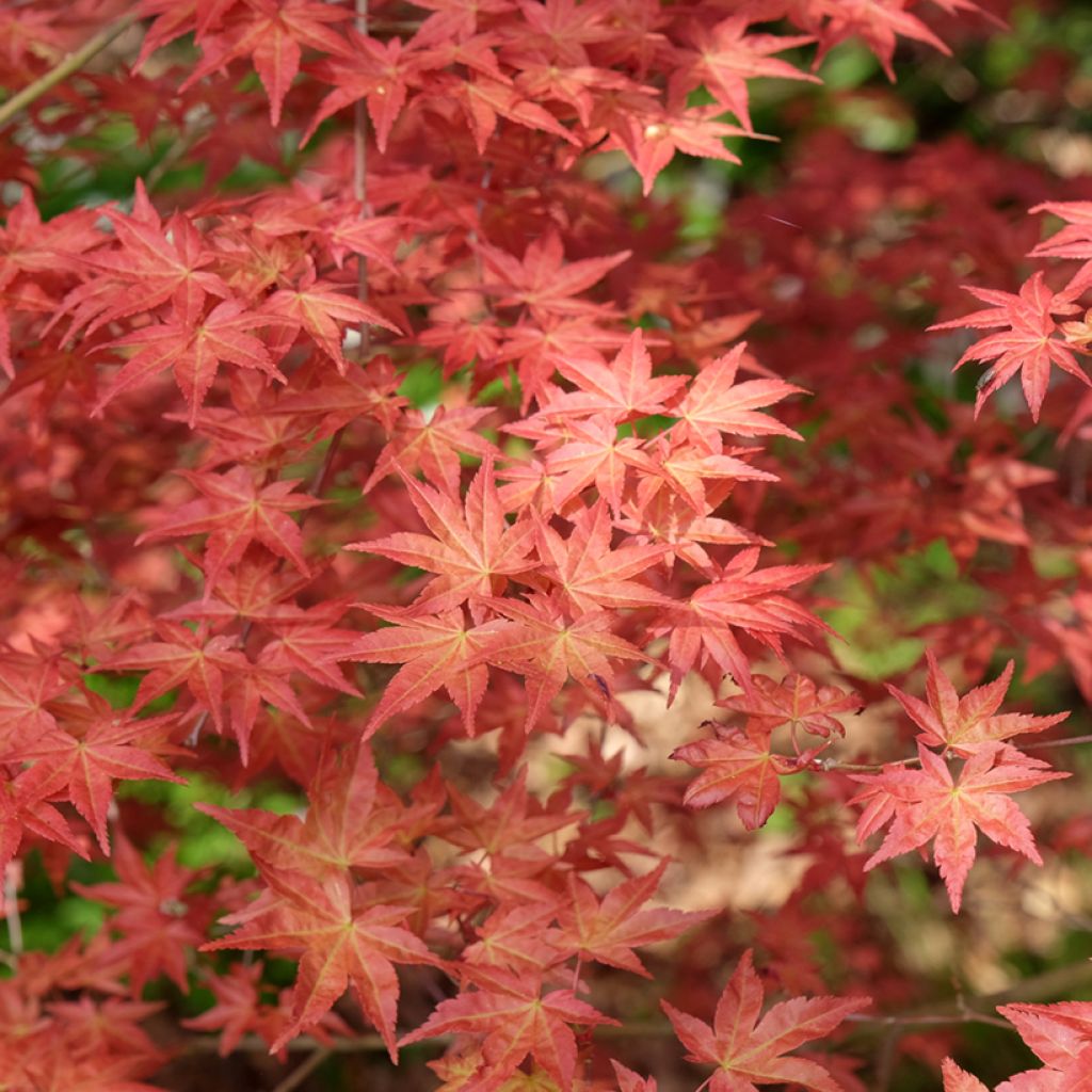 Acer palmatum Shindeshojo - Japanse esdoorn