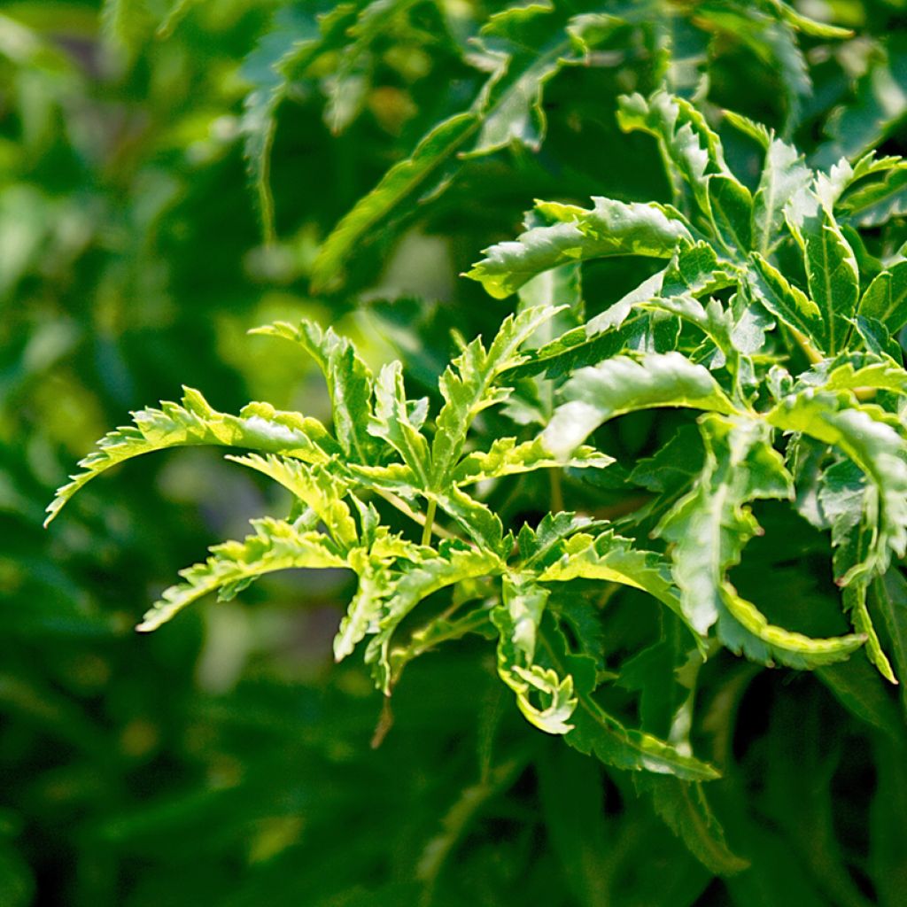 Acer palmatum Shishigashira - Japanse esdoorn