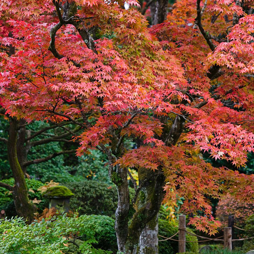Acer palmatum - Japanse esdoorn