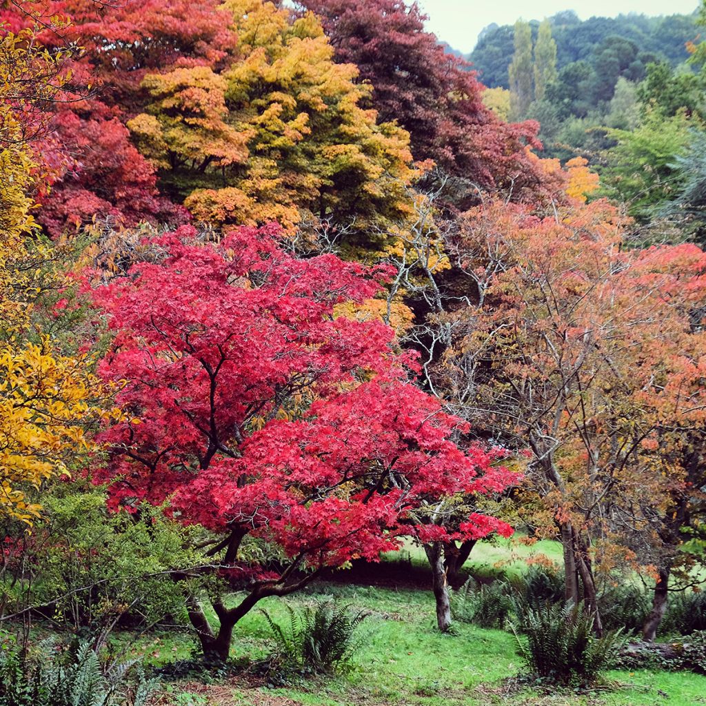 Acer palmatum - Japanse esdoorn