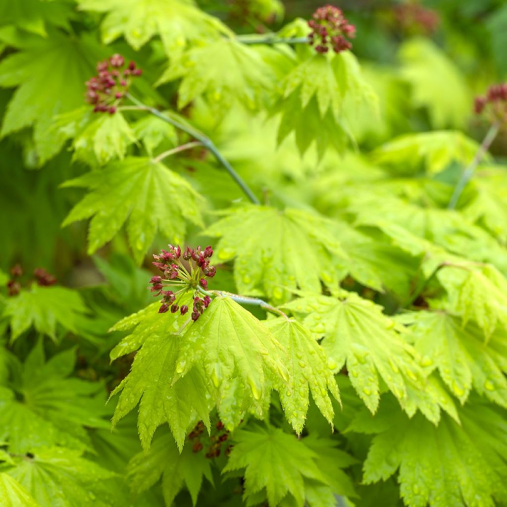 Acer shirasawanum Aureum - Japanse goudesdoorn