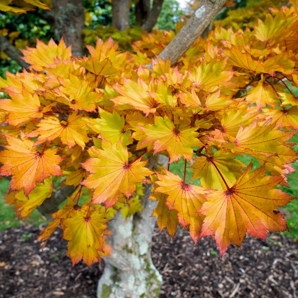 Acer shirasawanum Aureum - Japanse goudesdoorn