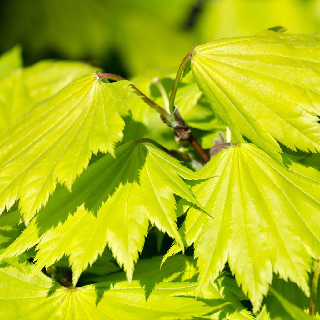 Acer shirasawanum Aureum - Japanse goudesdoorn