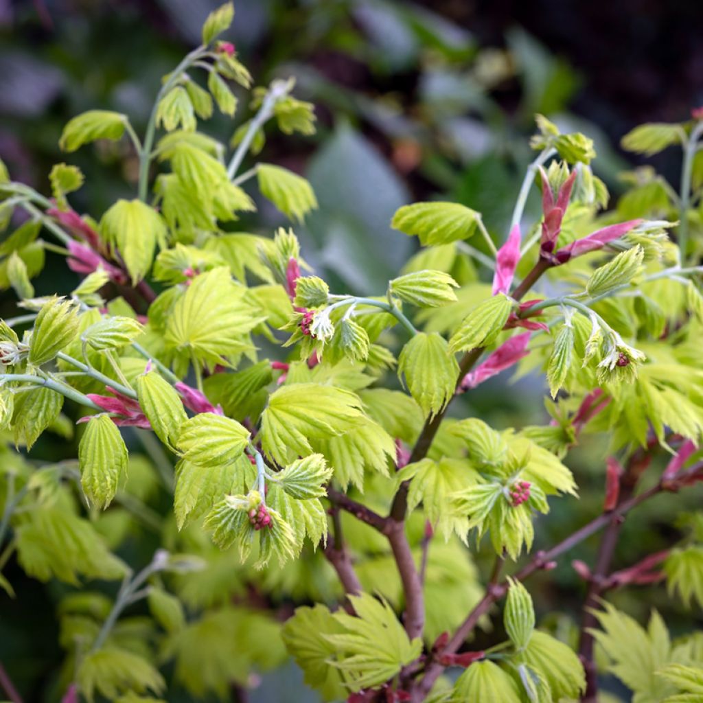 Acer shirasawanum Aureum - Japanse goudesdoorn