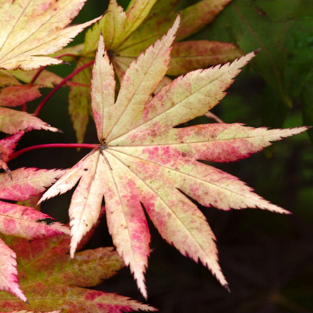 Acer shirasawanum Autumn Moon - Japanse esdoorn